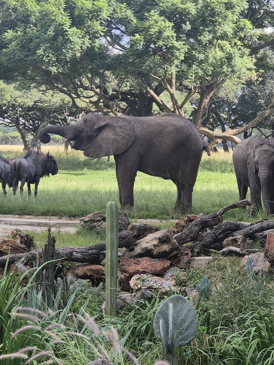 Zimbabwe