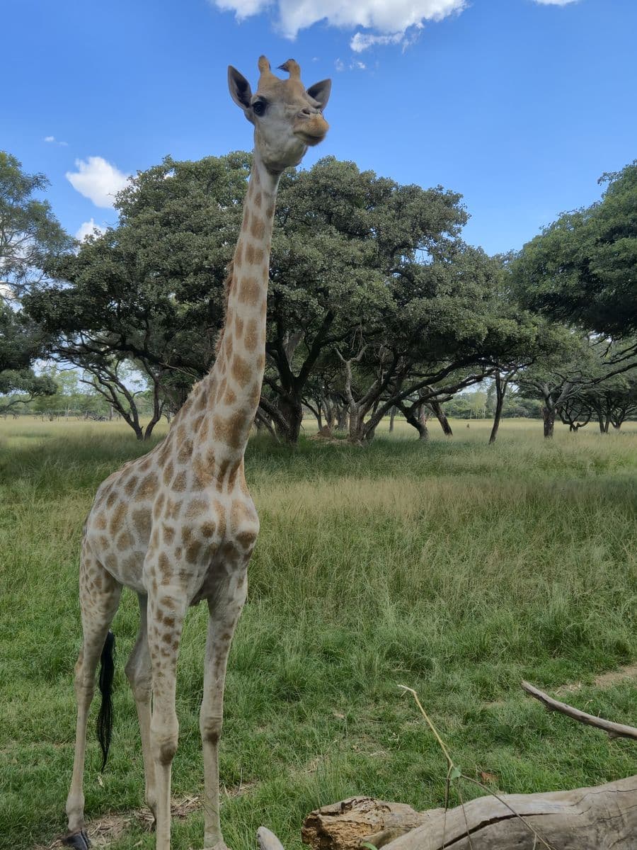 Zimbabwe
